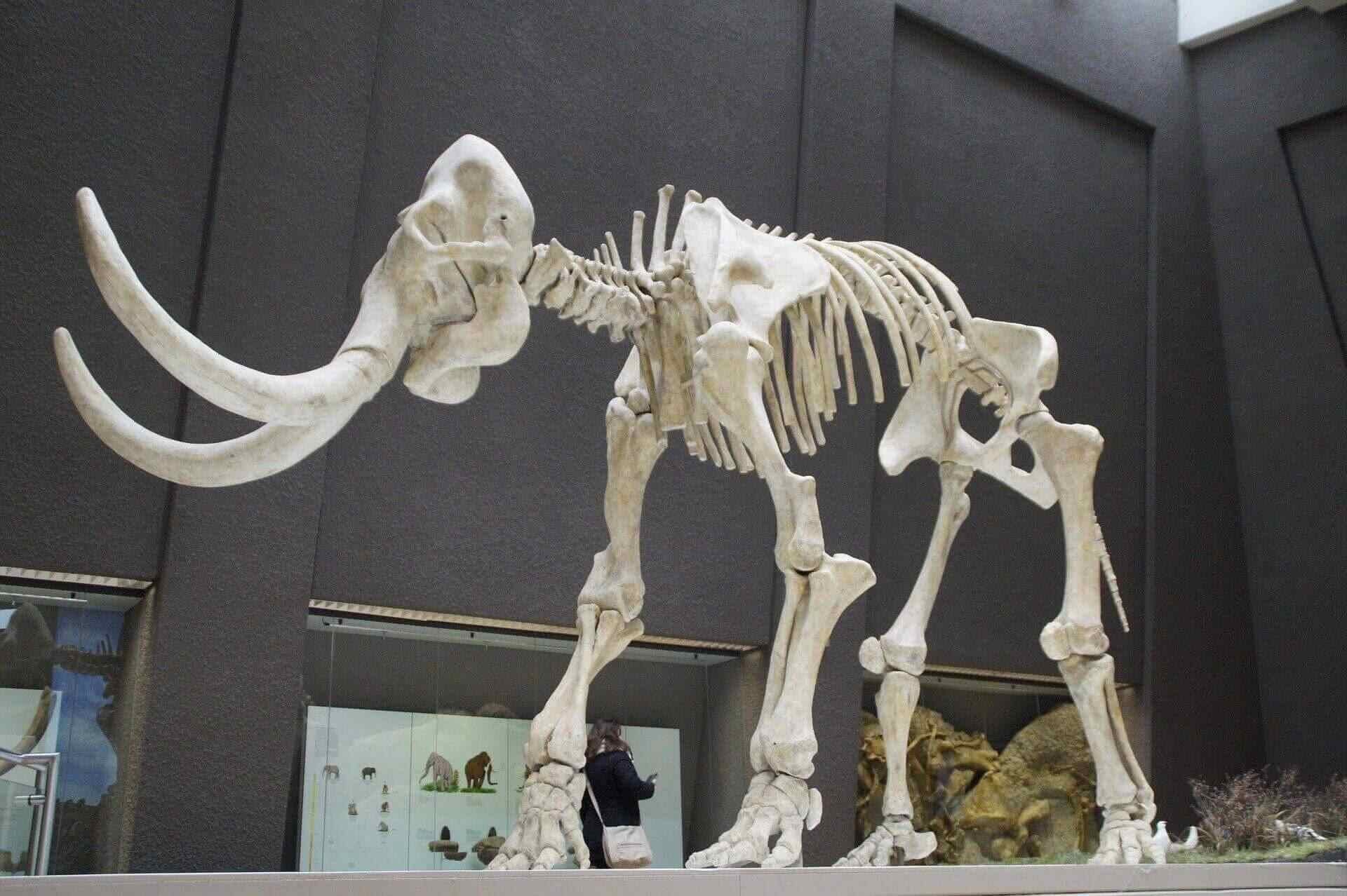 Woolly Mammoth Fossil